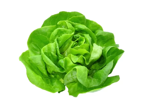 Kopfsalat