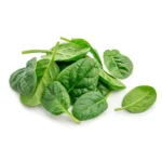 Baby-Leaf-weißem-hintergrund