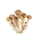 Shimeji Pilze Buchenpilze