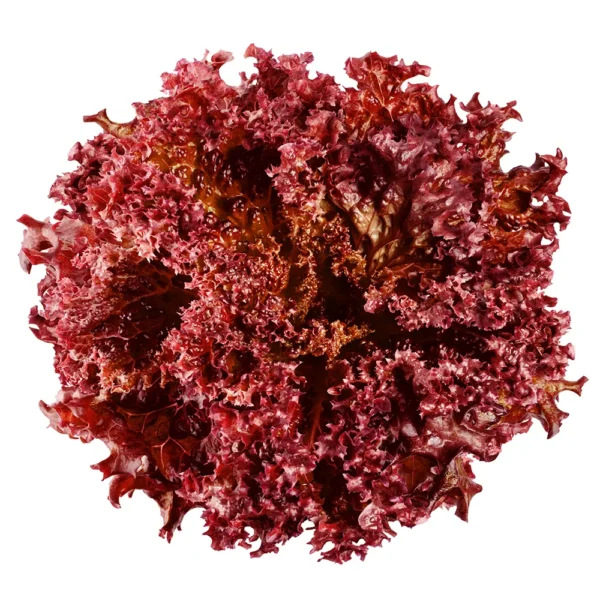 Lollo Rosso